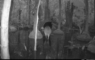 Camera Traps - March 2025