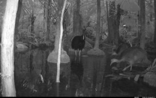 Camera Traps - March 2025