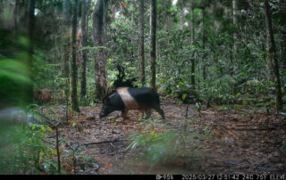 Camera Traps - March 2025Camera Traps - March 2025