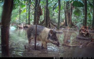 Camera Traps - March 2025