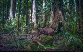 Camera Traps - March 2025