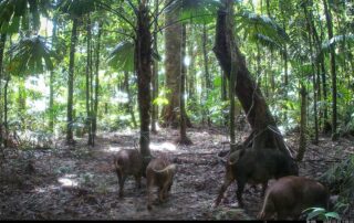 Camera Traps - March 2025