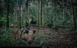 Camera Traps - March 2025