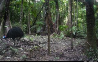 Camera Traps - April 2025