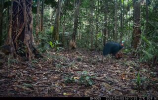 Camera Traps - April 2025