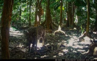 Camera Traps - April 2025