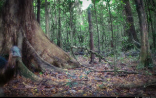 Camera Traps - April 2025