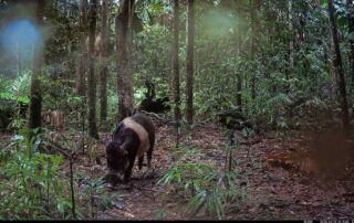 Camera Traps - April 2025