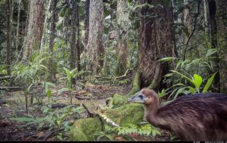 Camera Traps - April 2025