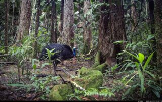 Camera Traps - April 2025