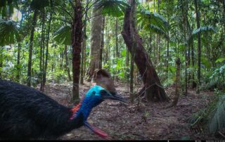 Camera Traps - April 2025