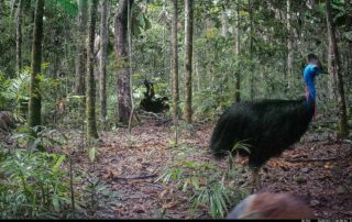 Camera Traps - April 2025