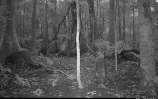 Camera Traps - April 2025