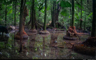 Camera Traps - April 2025