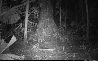 Camera Traps - April 2025