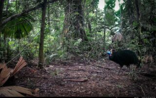 Camera Traps - April 2025