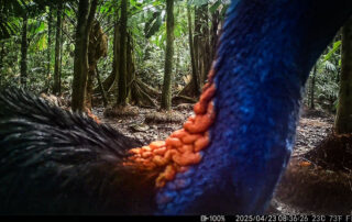 Camera Traps - April 2025