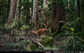 Camera Traps - April 2025