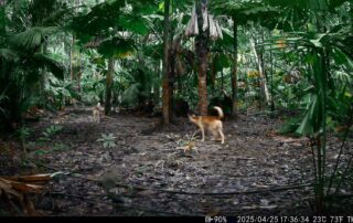 Camera Traps - April 2025