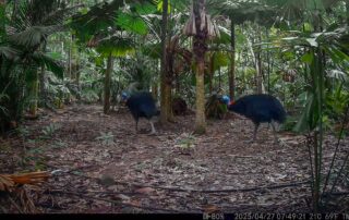 Camera Traps - April 2025