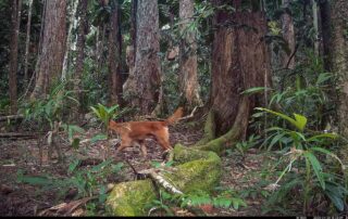 Camera Traps - April 2025