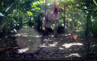 Camera Traps - April 2025