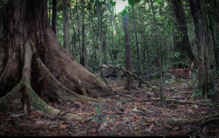 Camera Traps - April 2025