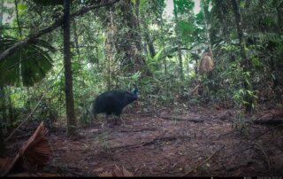 Camera Traps - May 2025