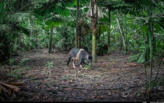 Camera Traps - May 2025