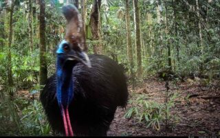 Camera Traps - May 2025