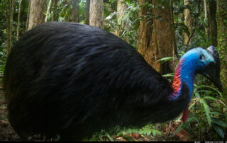 Camera Traps - May 2025