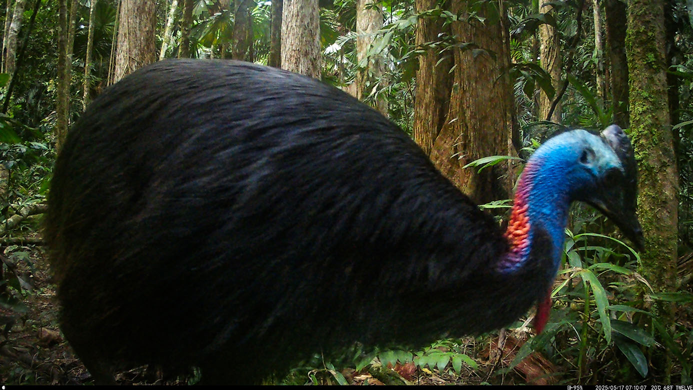 Camera Traps - May 2025