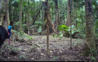 Camera Traps - May 2025