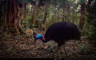 Camera Traps - May 2025