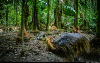 Camera Traps - May 2025