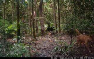 Camera Traps - May 2025