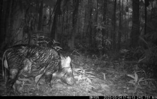 Camera Traps - May 2025