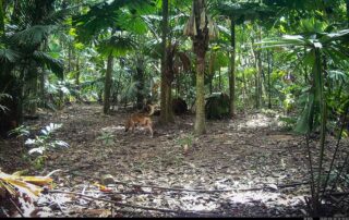 Camera Traps - May 2025