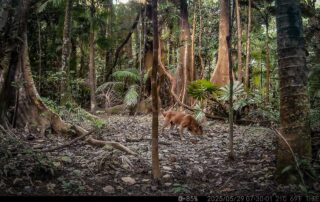 Camera Traps - May 2025