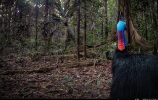 Camera Traps - May 2025