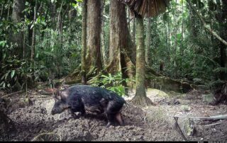 Camera Traps - June 2025