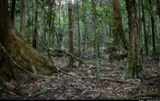 Camera Traps - June 2025