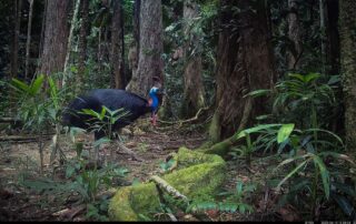 Camera Traps - June 2025