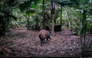 Camera Traps - June 2025