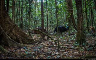 Camera Traps - June 2025