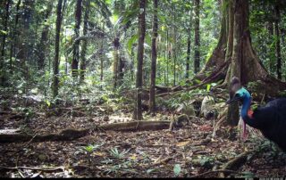 Camera Traps - June 2025