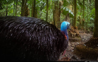 Camera Traps - June 2025