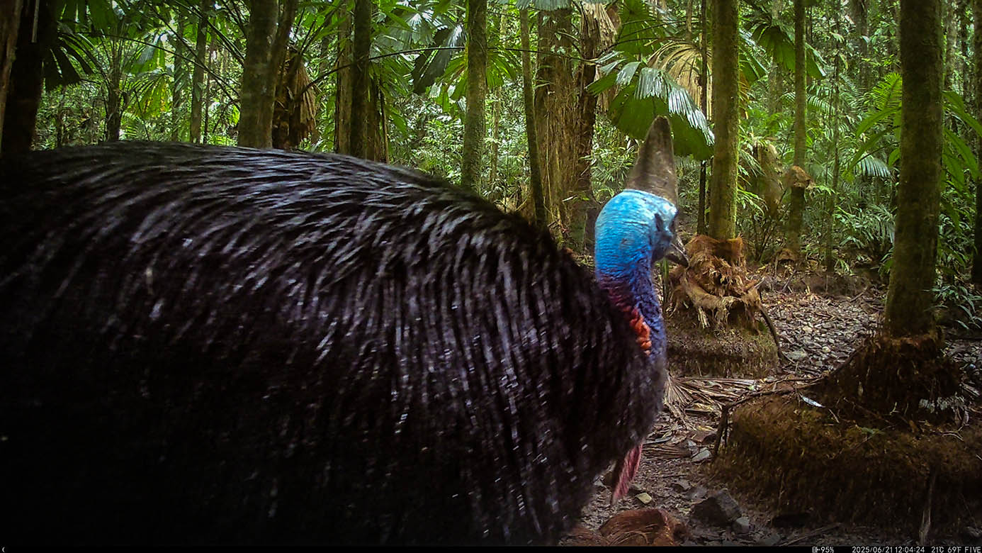 Camera Traps - June 2025