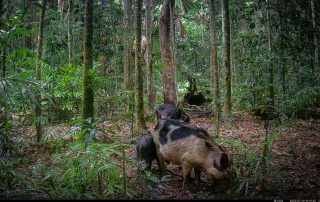 Camera Traps - July 2025