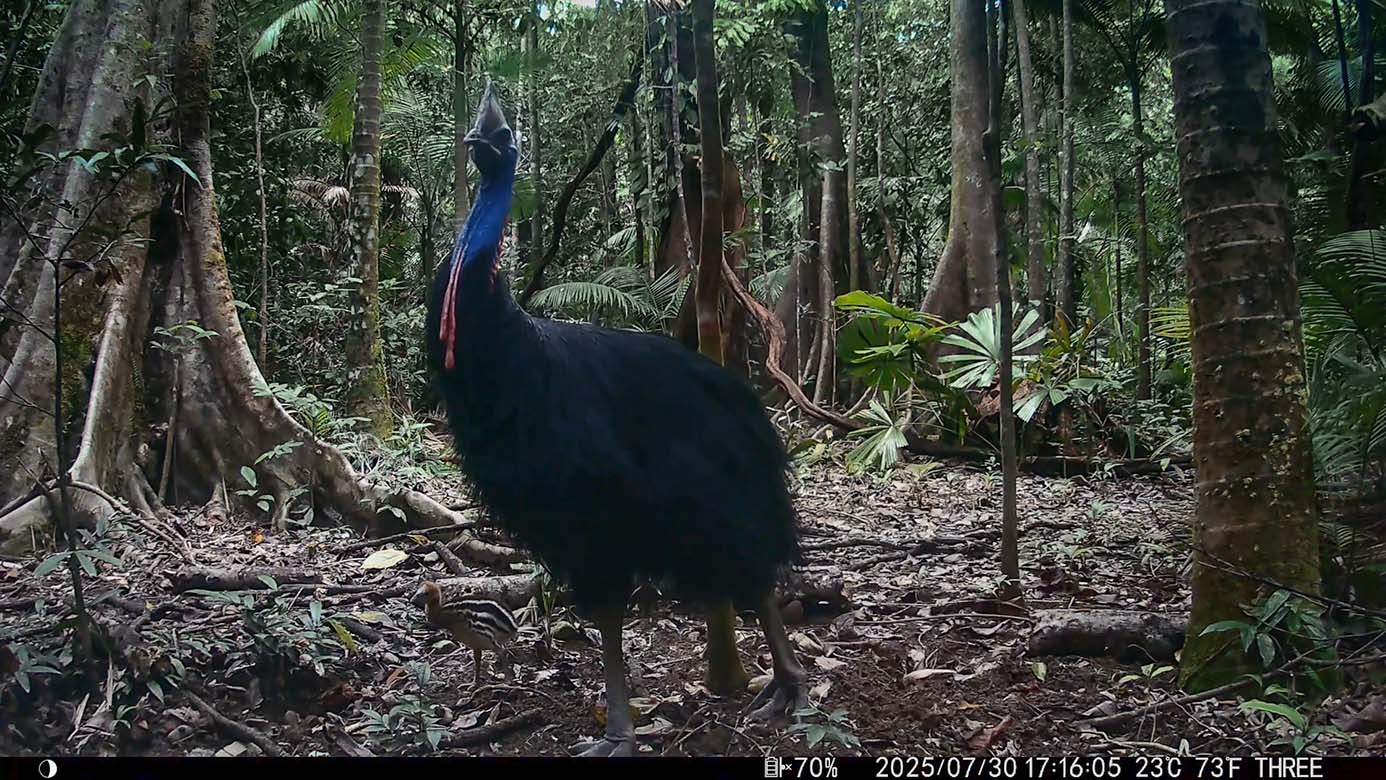 Camera Traps - July 2025